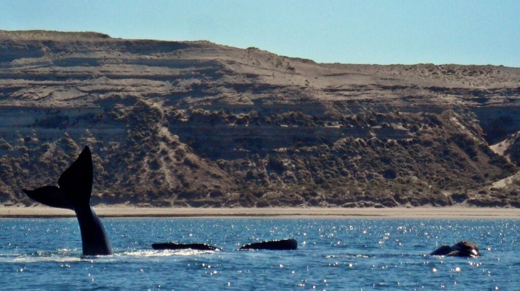 ballenas-puerto-piramides.jpg