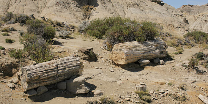 bosque-petrificado-la-leona.jpg