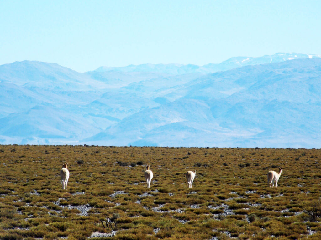 catamarca-camino-antofagasta-01.jpg