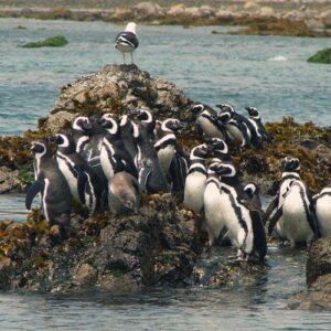 CHILOE ISLAND TOUR: ANCUD, CAULIN & PUÑIHUIL PENGUINS COLONIES - full-day