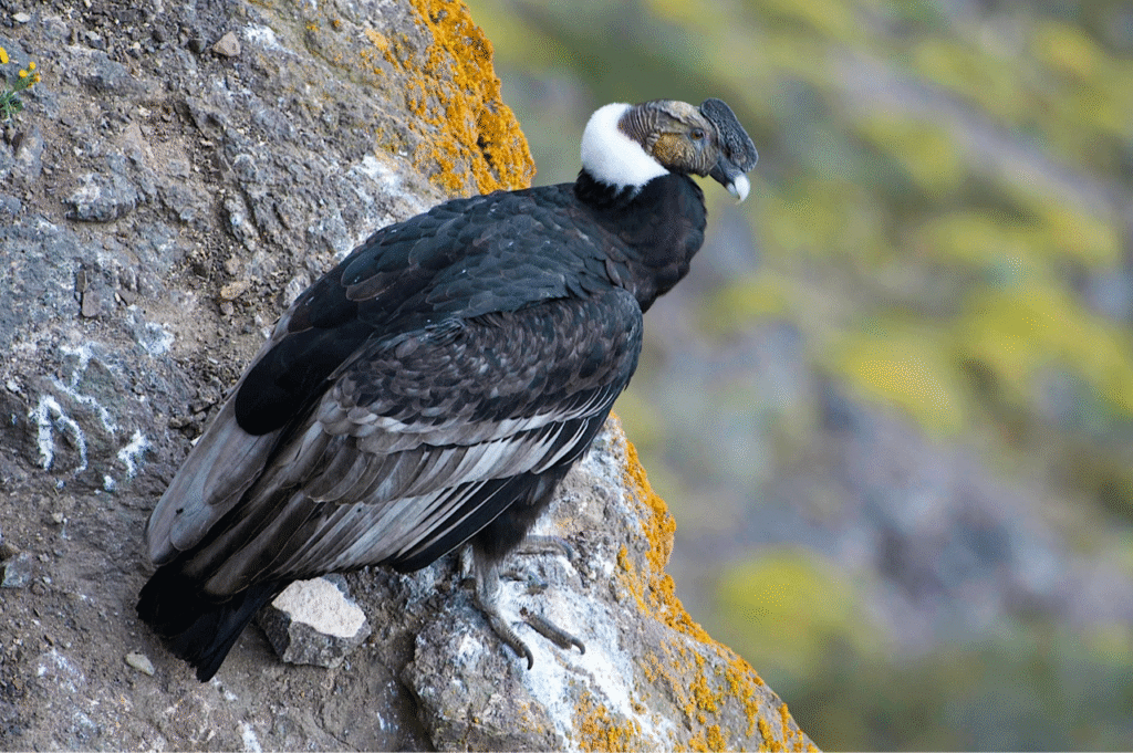 condor2.png