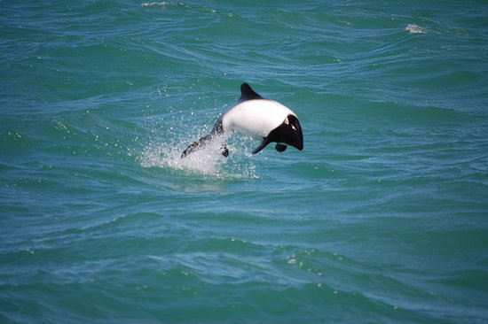 el-delfin-salta-en-el.jpg
