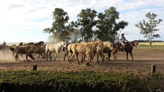 estancia-santa-susana-1.jpg
