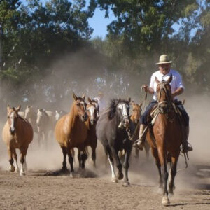 GAUCHO PARTY - full-day