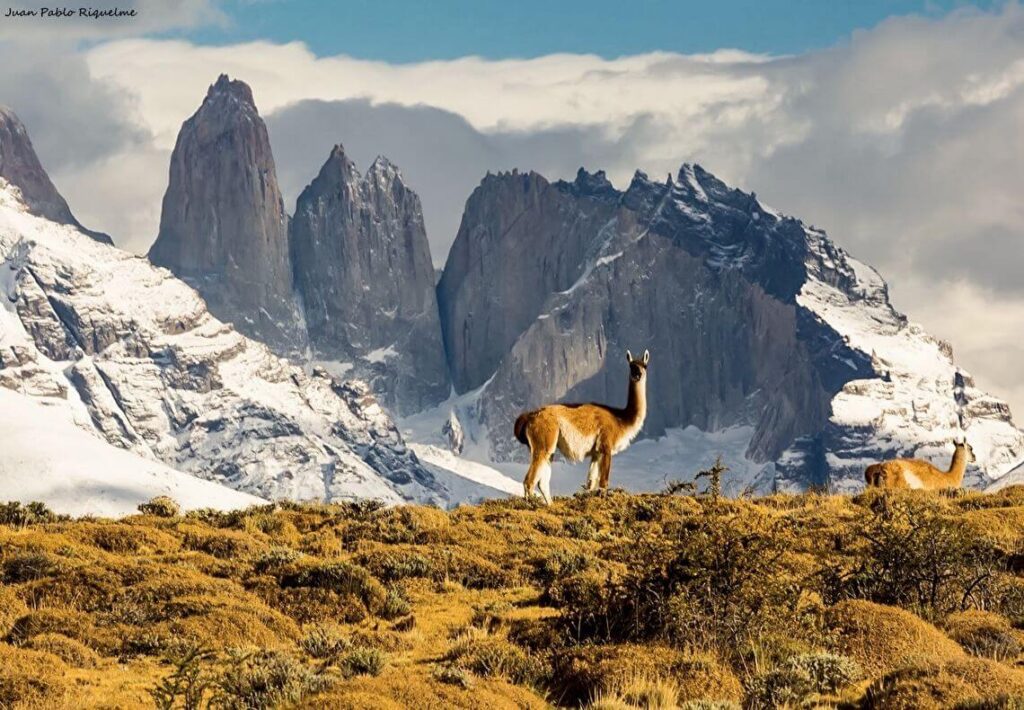 guanaco.jpg