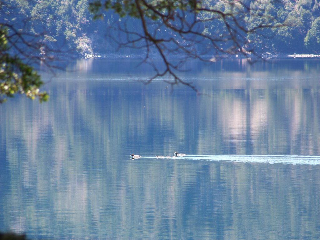 moquehue-scaled-1.jpg