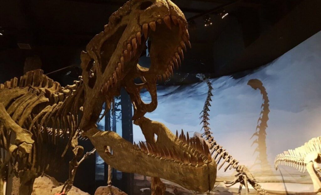 museo-paleontologo.jpg