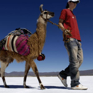 CARAVANA DE LLAMAS: SALT FLAT - half-day