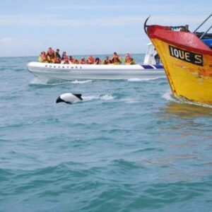 PUNTA TOMBO + GAIMAN OR RAWSON - full-day - PRIVATE