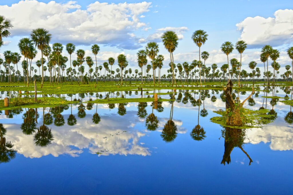 bañado de la estrella formosa